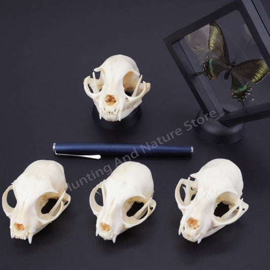 1/5/10Pcs Real Animal Skull & Bone Collection – Unique Specimens for Crafts, Decor & Study