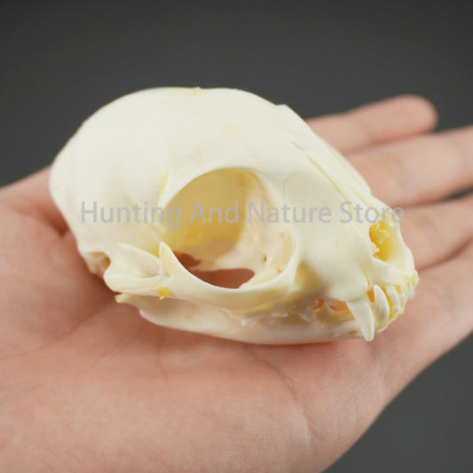 1/5/10Pcs Real Animal Skull & Bone Collection – Unique Specimens for Crafts, Decor & Study